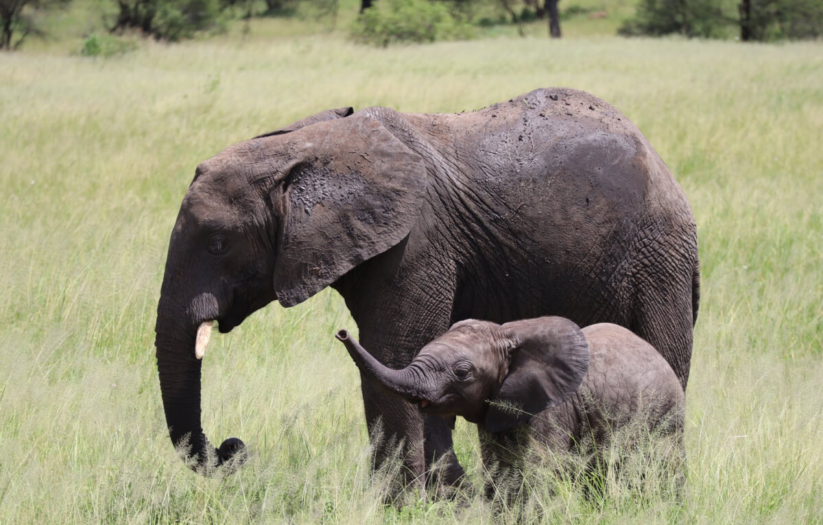 5 days Tanzania safari Tour to Serengeti and Ngorongoro Crater